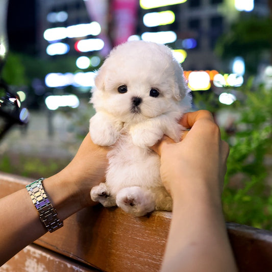 Bichon Frise - Pogeun (Female)