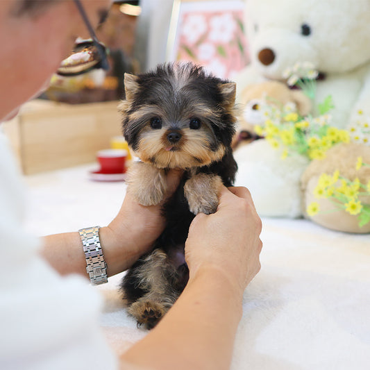 Yorkshire Terrier - Kkingkkang (Male)