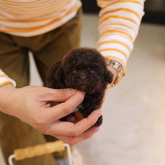 Poodle - Koa (Female)