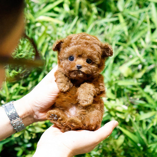 Poodle - Makong (Female)