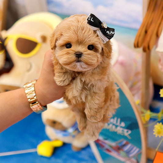 Maltipoo - Bien (Male)