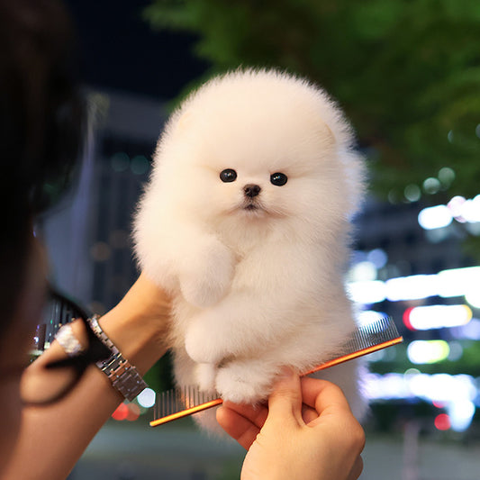Pomeranian - Deurim (Male)