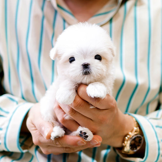 Maltese - Uang (Male)