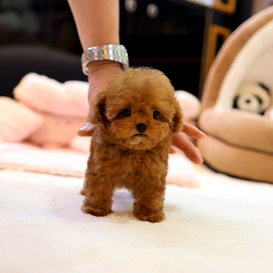 Poodle - Siat (Male)