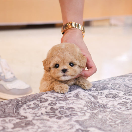 Maltipoo - Kkot (Female)