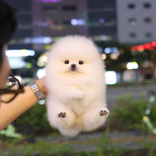 Pomeranian - Aegi (Female)