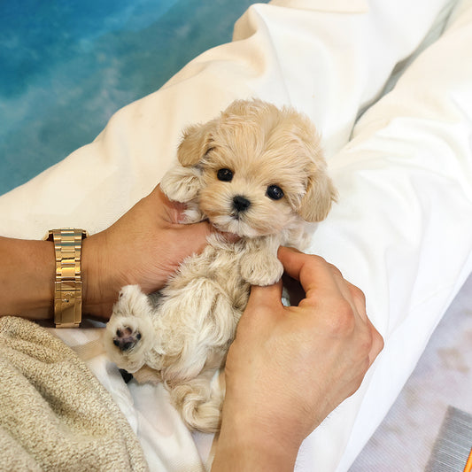 Maltipoo - Merong (Female) $3200