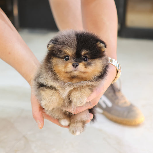 Pomeranian - Cookie (Female) $2800