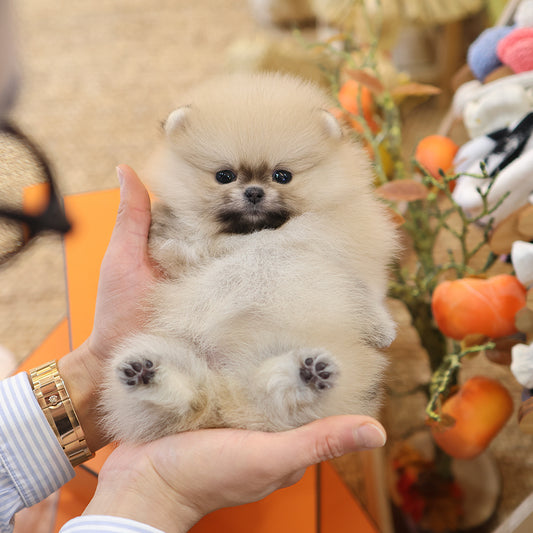 Pomeranian - Coby (Female) $3000