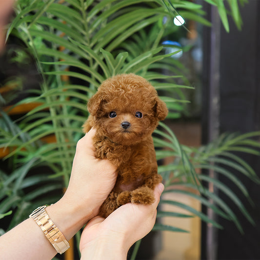 Poodle - Kkakka (Female) $5500