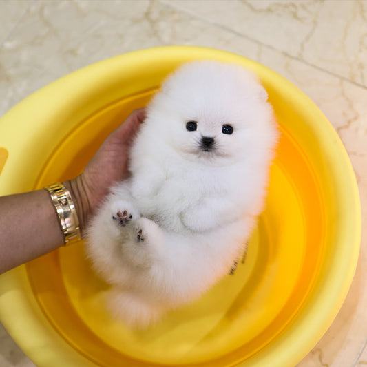 Pomeranian - Beoteo (Male) $4000