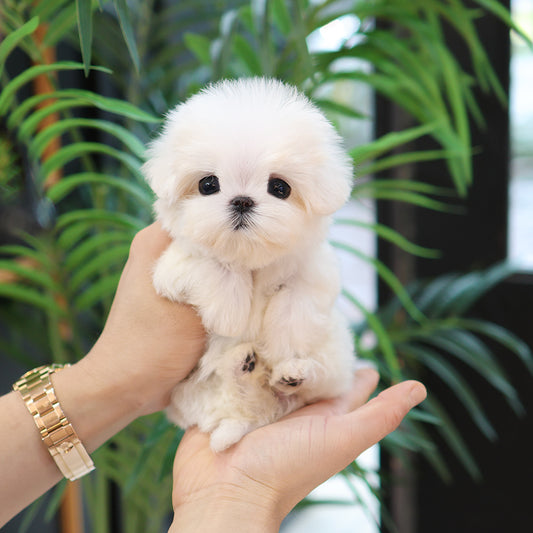 Maltese - Wini (Female) $4000