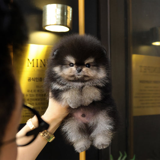 Pomeranian - Daseu (Male) $4700