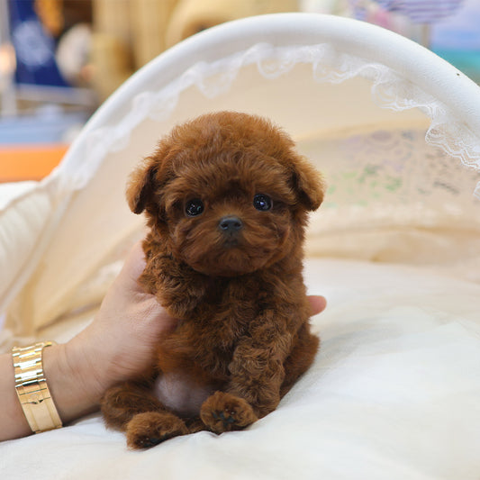 Poodle - Jjojjo (Female) $6300