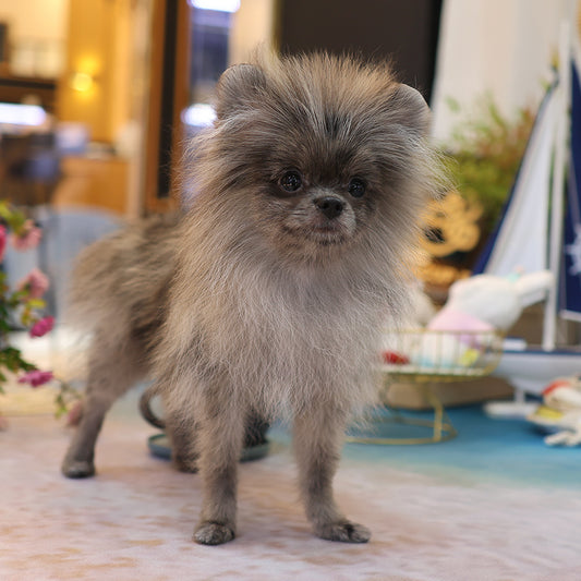 Pomeranian - Yulyi (Male) $2200