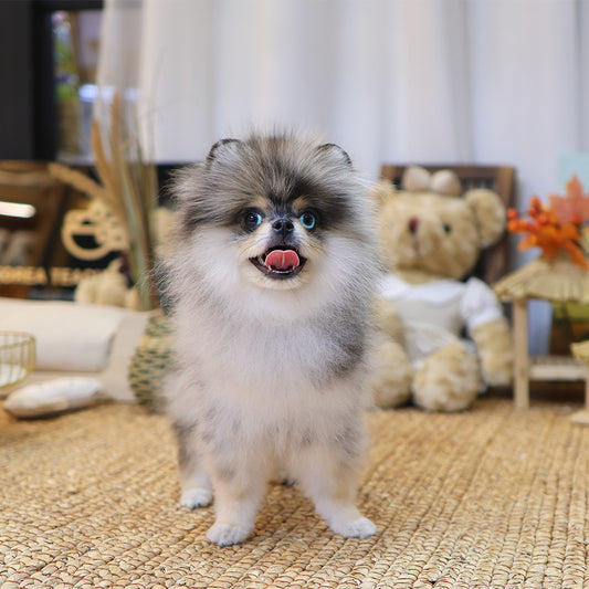 Pomeranian - Kiki (Male) $2700
