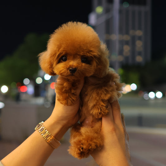 Poodle - Kkokko (Male) $2700