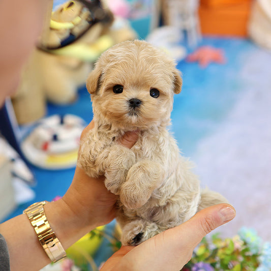 Maltipoo - Ubin (Male) $2200