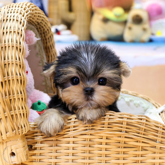 Yorkshire Terrier - Ttalgi (Male) $2400