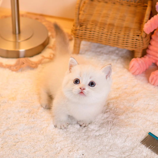 Munchkin - Miri (Male)