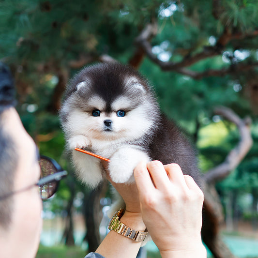Pomsky - Ppoing (Male) $5700