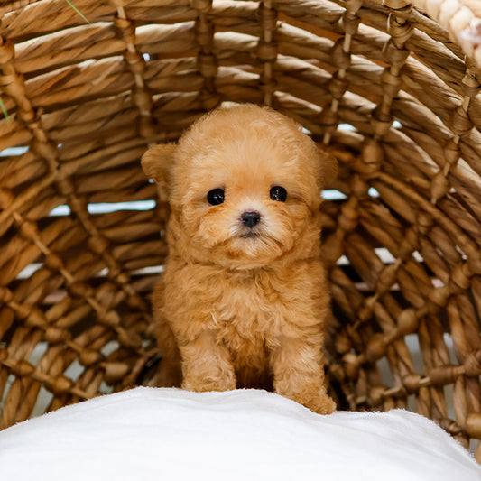 Poodle - Kongsun (Female)
