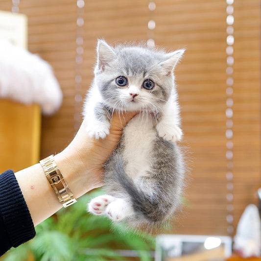 Munchkin - Winteo (Male)