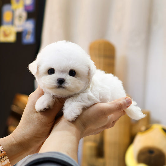 Bichon Frise - Jandi (Female) $2800