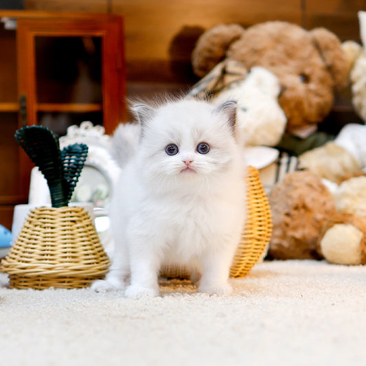 Ragdoll - Kongdol (Male)