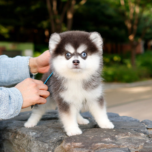 Pomsky -Haneul (Male) $2400