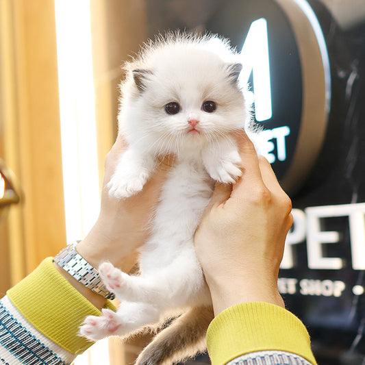 Ragdoll - Gongju (Female)