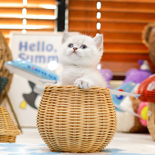 Munchkin - Raepeo (Female)