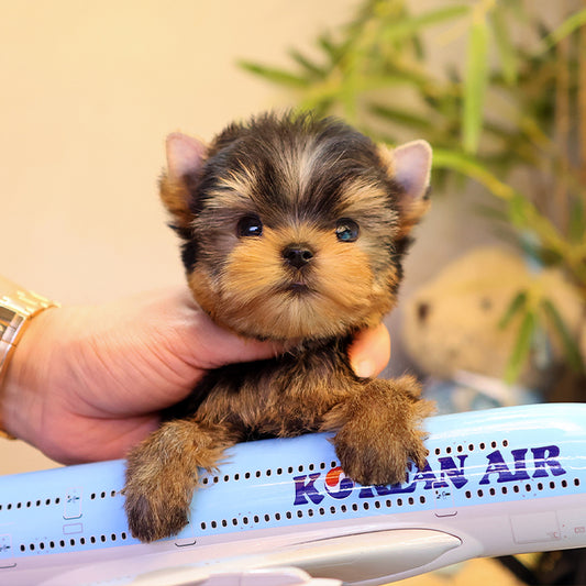 Yorkshire Terrier - Daege (Female)