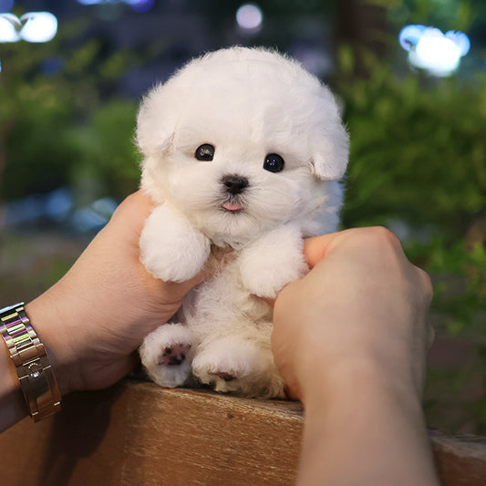 Bichon Frise - Hami (Male)