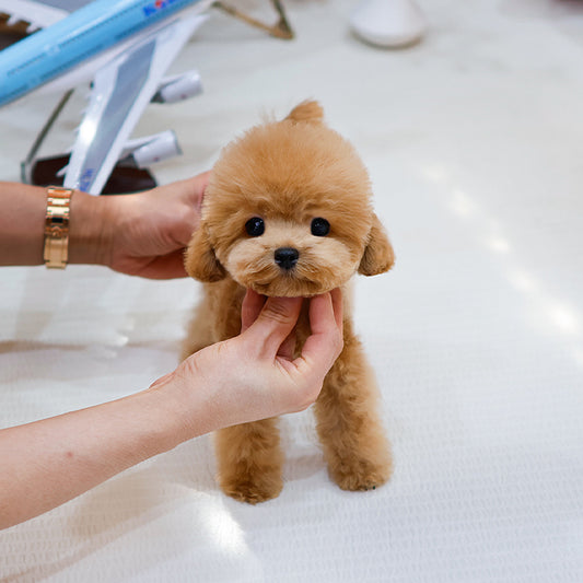 Poodle - Sundung (Male) $2500