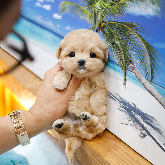 Maltipoo - Sunjji (Hembra)