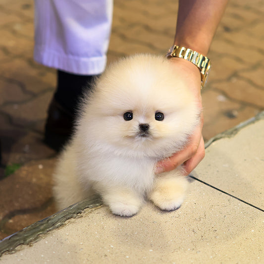 Pomeranian - Richi (Male) $2300