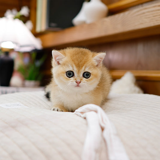 Munchkin - Yaong (Female)