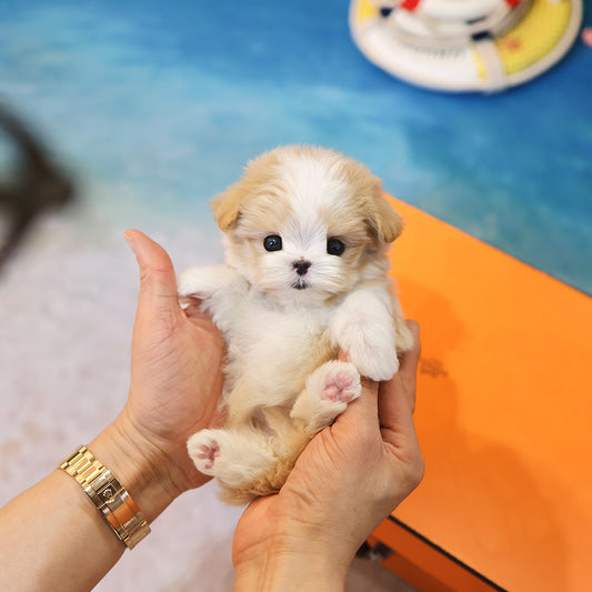 Maltipoo - Kkuna (Female) $6200