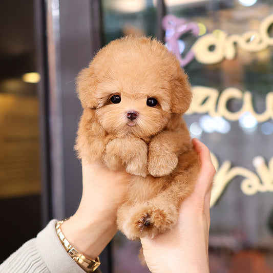 Poodle - Gwangmu (Male) $2300