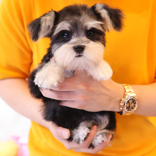 Schnauzer - Rullu (Female)