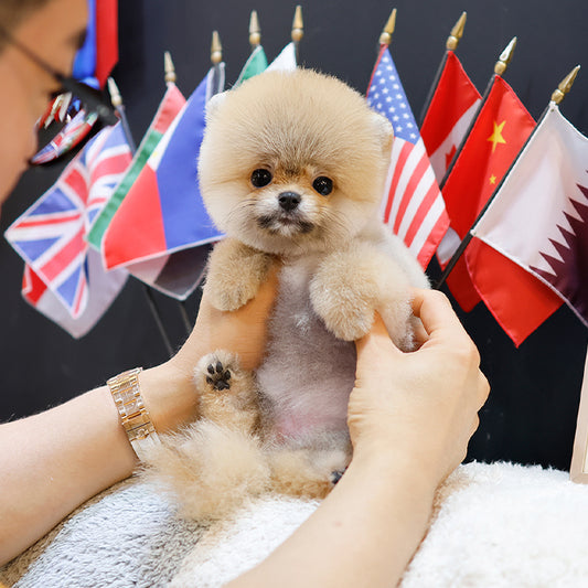 Pomeranian - Banjjak (Female) $2400