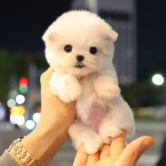 Maltese - Seoul (Female) $3000