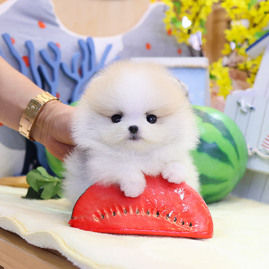 Pomeranian - Jeti (Male)