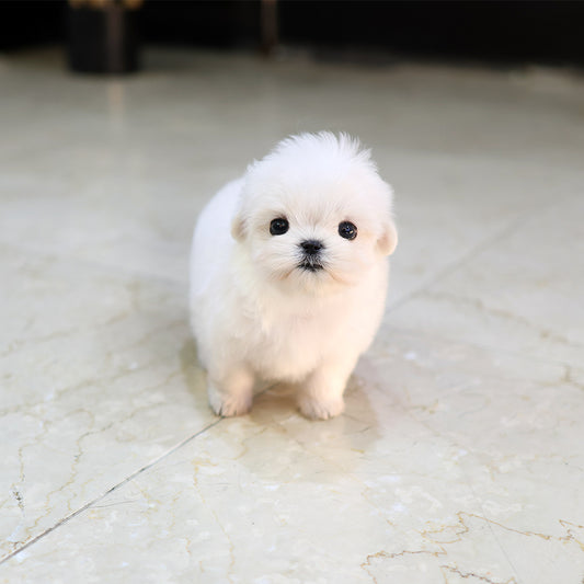 Maltese - Mumu (Female) $3400