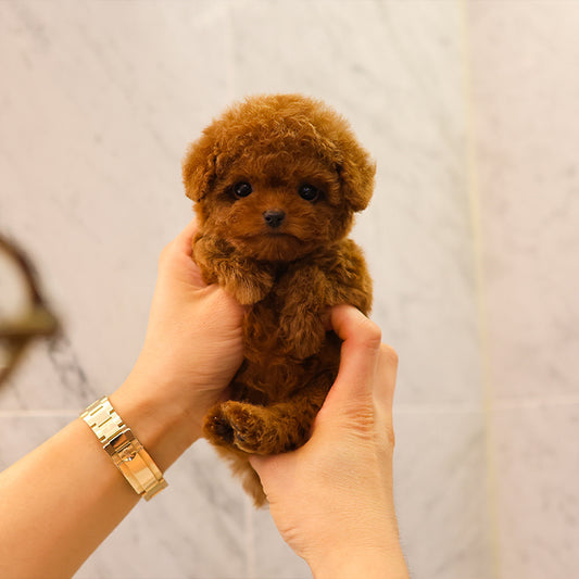 Poodle - Jina (Female)