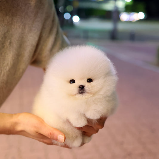 Pomeranian - Darong (Female) $4400
