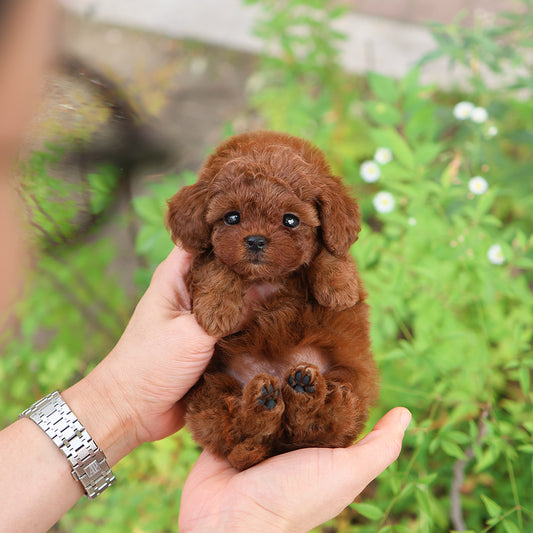 Poodle - Jerry (Female)