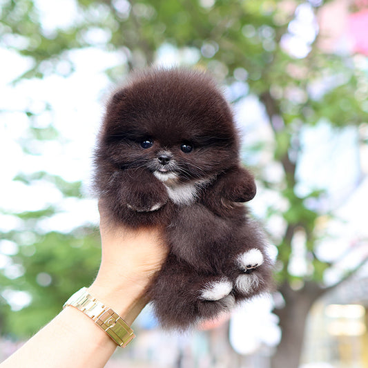 Pomeranian - Rachi (Female)