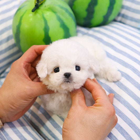 Bichon frise - Nova (Male)